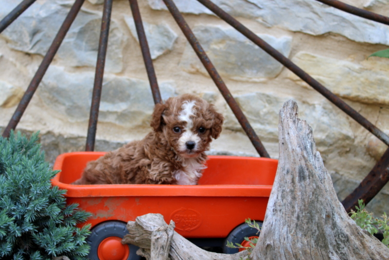 puppy, for, sale, Cavapoo, Matthew B. Stoltzfus, dog, breeder, Gap, PA, dog-breeder, puppy-for-sale, forsale, nearby, find, puppyfind, locator, puppylocator, aca